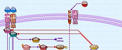 IL10 Pathway